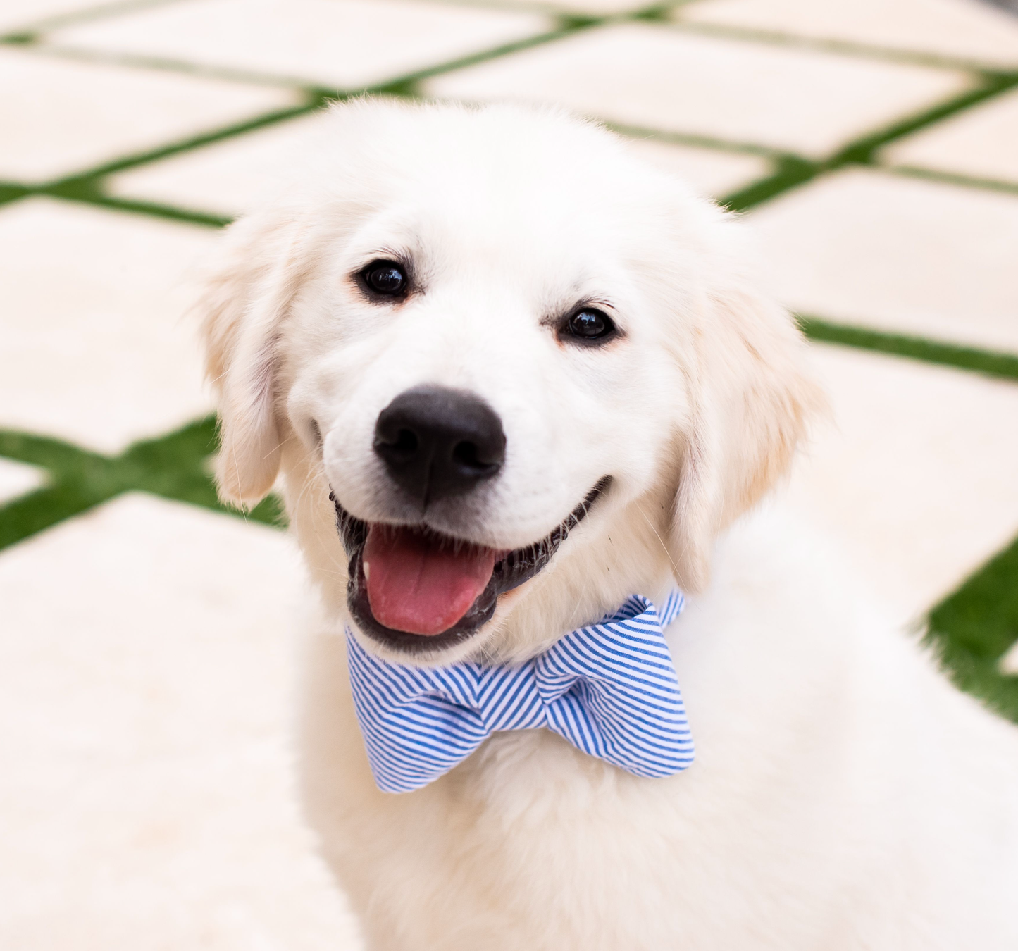 Crew LaLa - Blue Seersucker Bow Tie Dog Collar